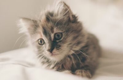 A picture of Dr. Meowalot